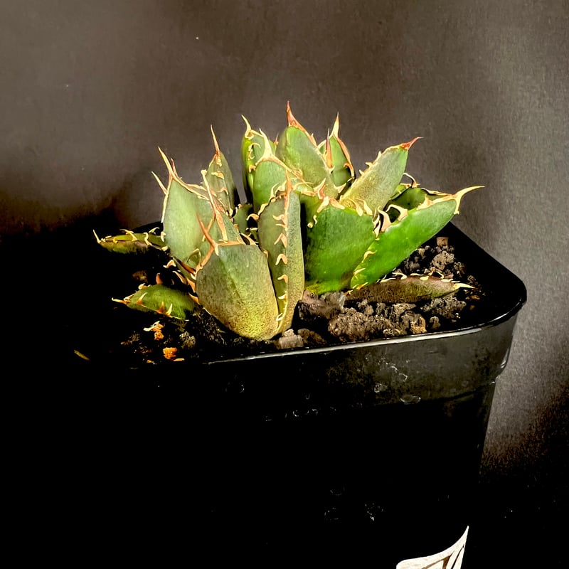 アガベ チタノタ 鬼爪 多頭 10532 | HANDS PLANTS