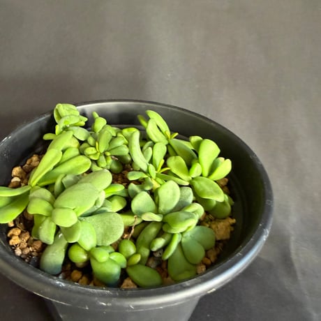 ケラリアピグマエア　実生株 いっぱい 5号48
