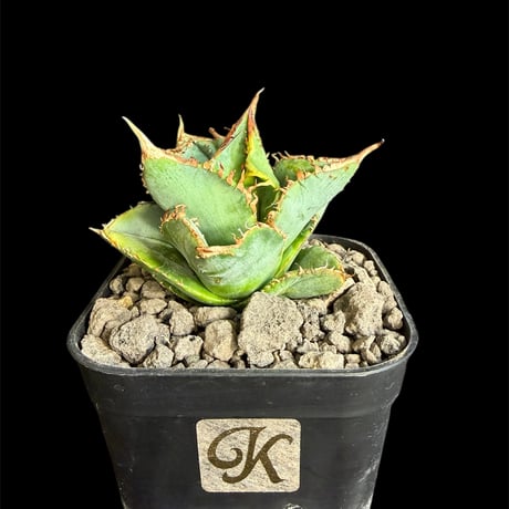 アガベチタノタハデス | STORES