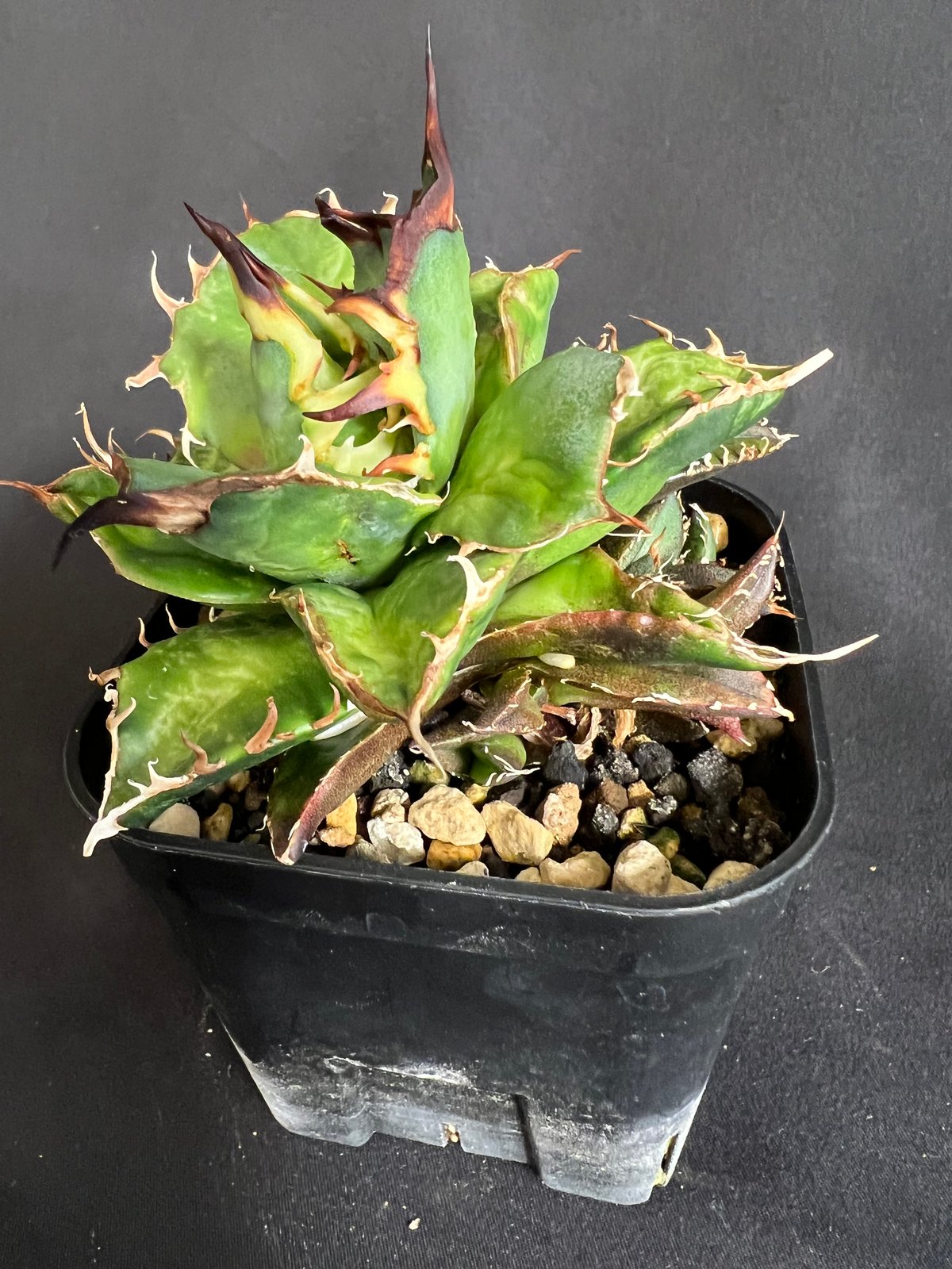 チタノタ.ハデス親株.子株付き.アガベ アガベ チタノタ ハデス子株いっぱい | HANDS PLANTS