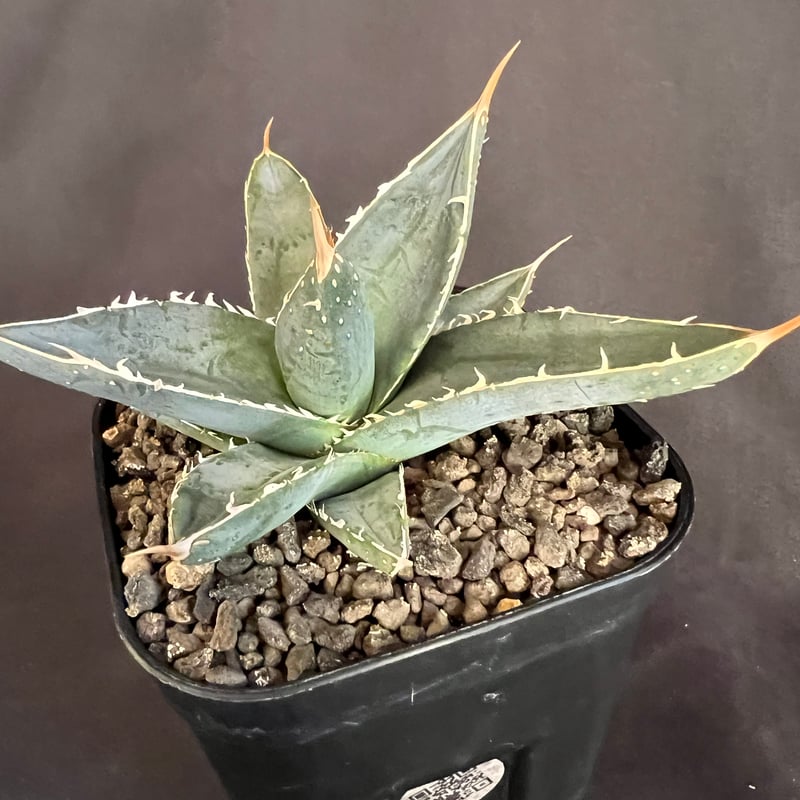 アガベ チタノタ シャークソード a30 | HANDS PLANTS