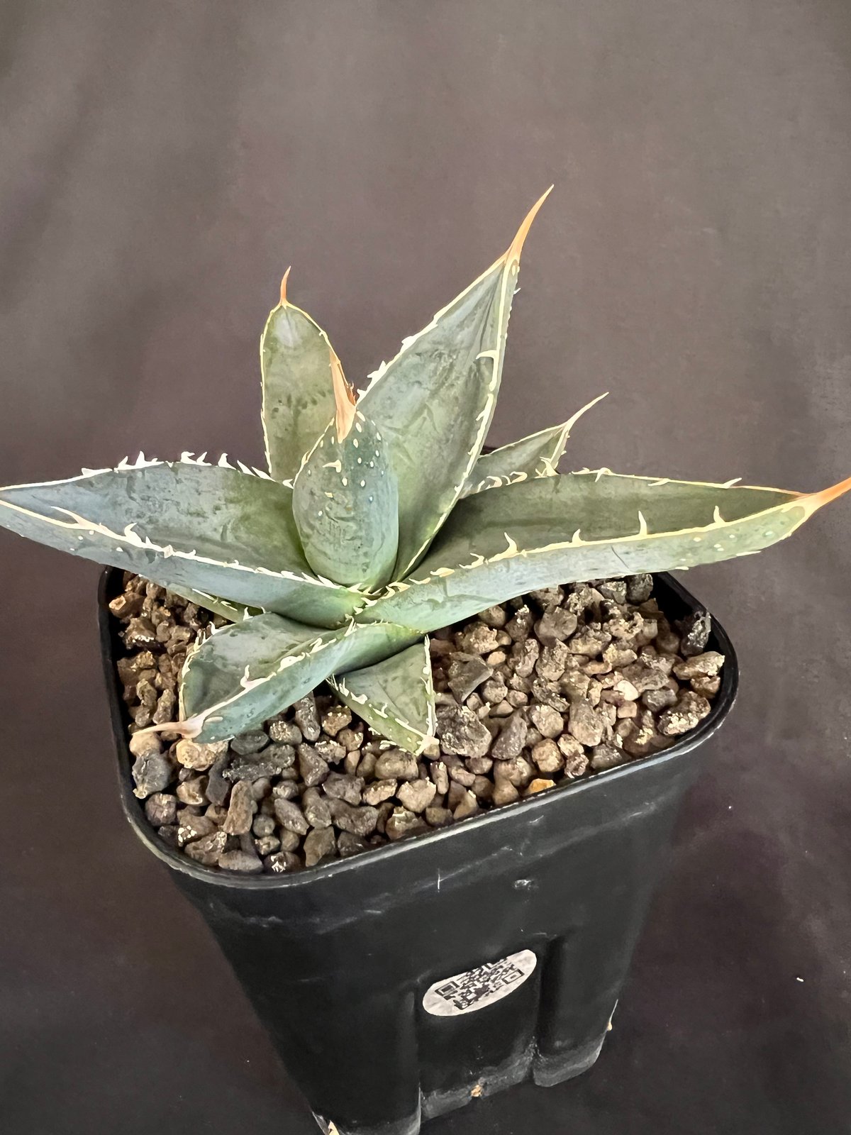 アガベ チタノタ シャークソード a20 | HANDS PLANTS