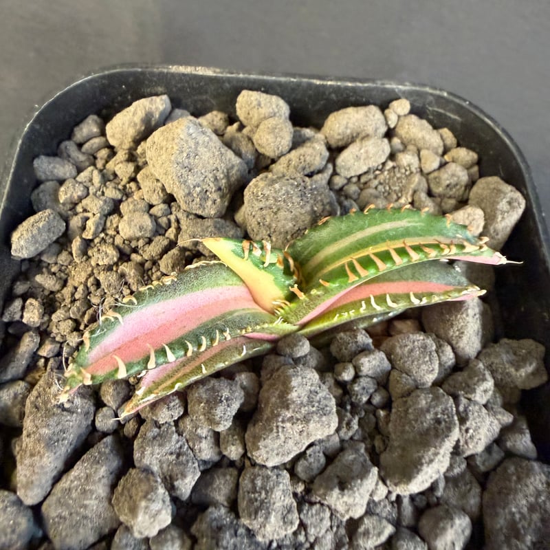 アガベ チタノタ 白豪刺中斑錦明錦 ⑥ | HANDS PLANTS