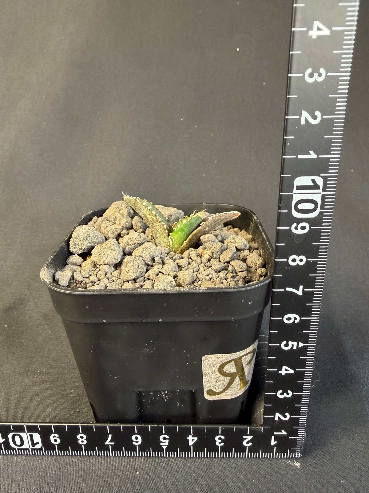 アガベ チタノタ 氷雹（ひょうひょう)子株 Ⅷ | HANDS PLANTS