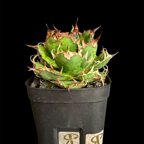 アガベシーザー | STORES