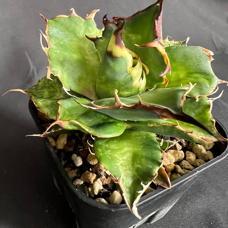 アガベ チタノタ ハデス子株いっぱい | HANDS PLANTS