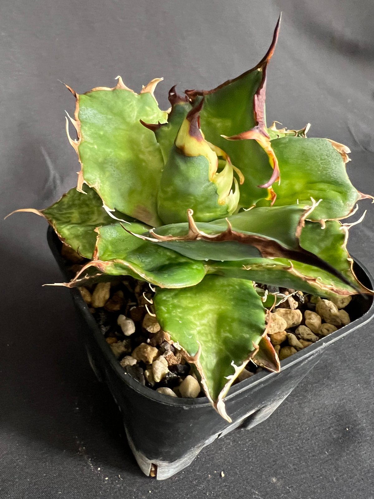 アガベ　チタノタ　ハデス　大きめ子株付き Amazon.co.jp: AC44多肉植物 アガベ チタノタ ハデス 狂刺子株