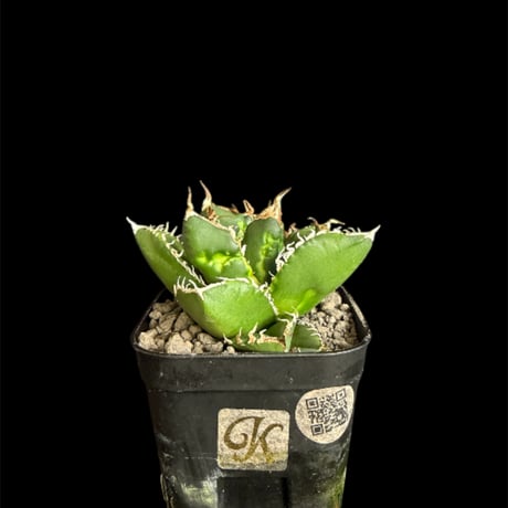 アガベsad | STORES