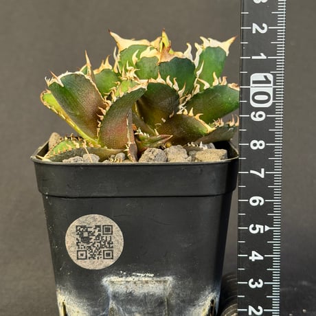 アガベ チタノタ レッドキャットウィーズル胴切り株　1