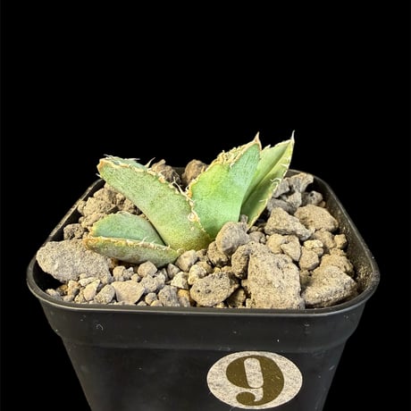 アガベ麻花龍 | STORES