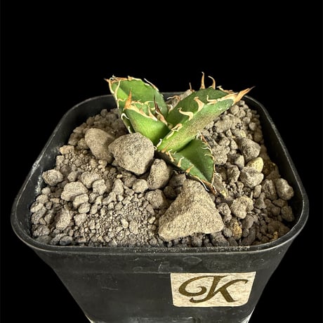 アガベシーザー | STORES