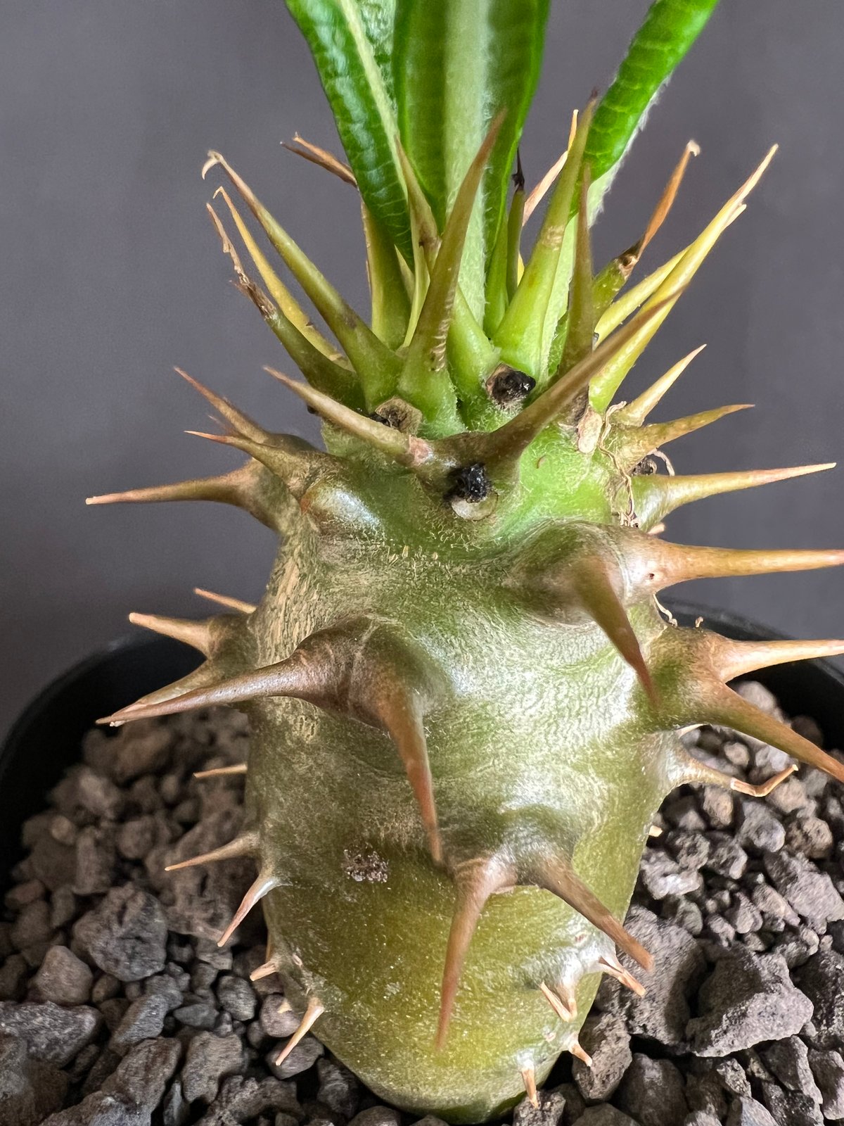 パキポディウム・アンボンゲンセ 実生 パキポディウム アンボンゲンセ(実生) | hanayoshi-botanical