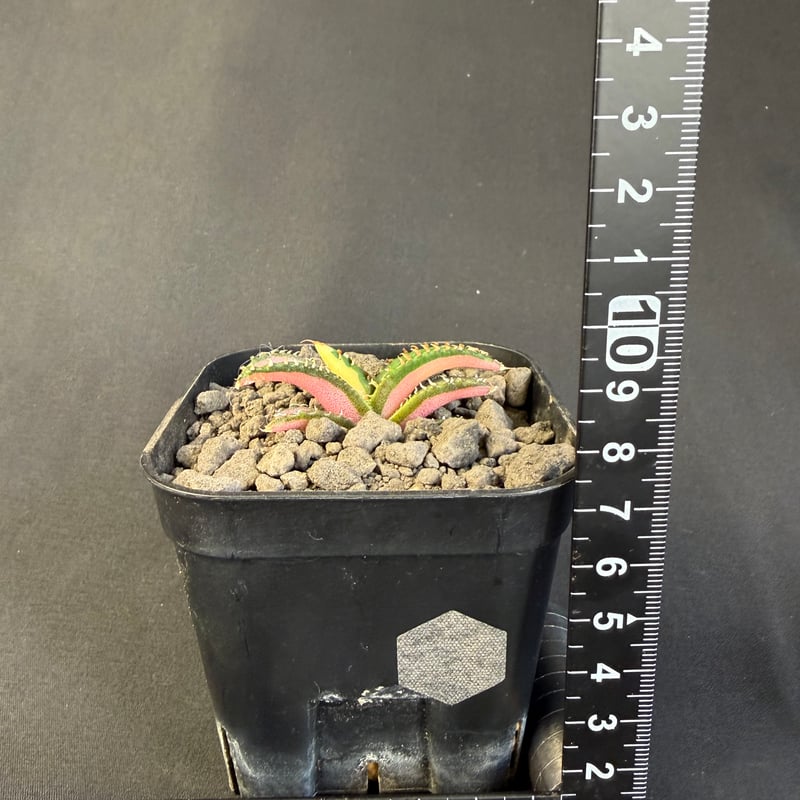 アガベ チタノタ 白豪刺中斑錦明錦 ⑥ | HANDS PLANTS