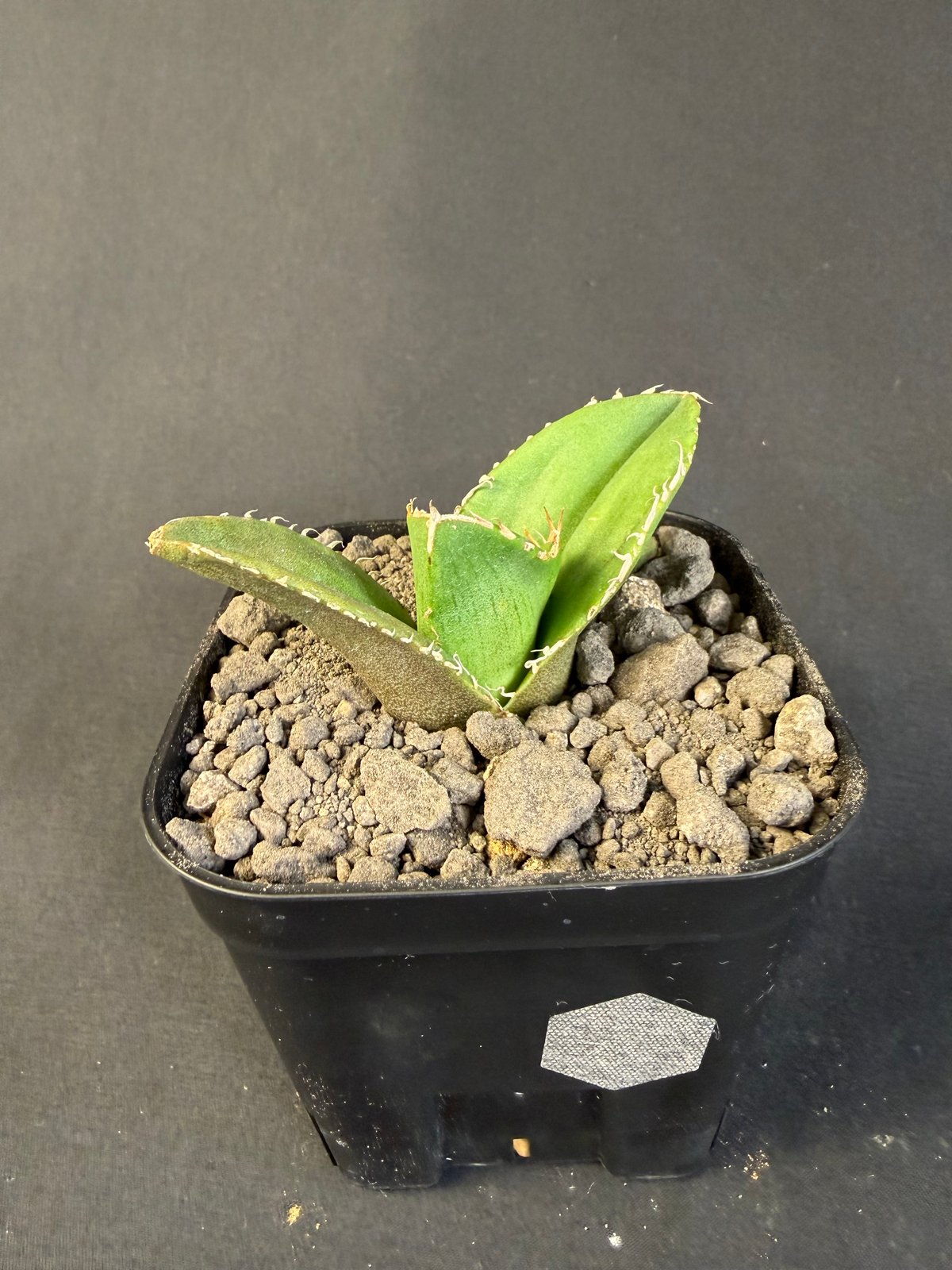 アガベチタノタ 蚩尤（しゆう）子株 9 | HANDS PLANTS