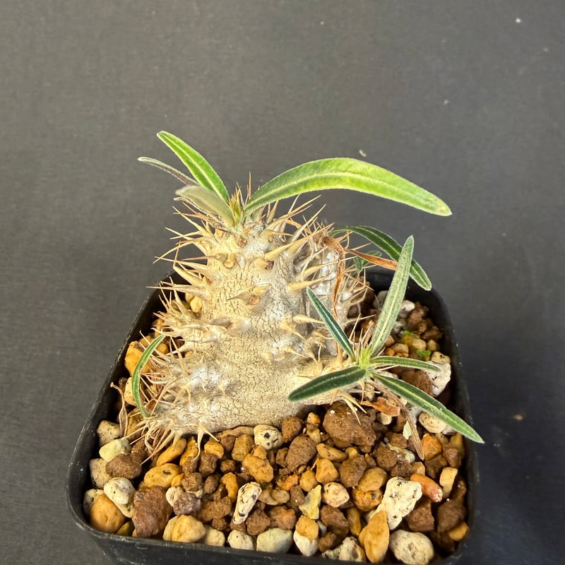 グラキリス 実生 13 c | HANDS PLANTS