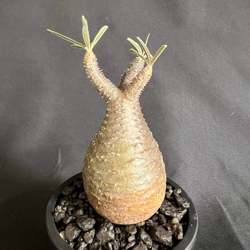 パキポディウム・グラキリス パキポディウム グラキリス‼️