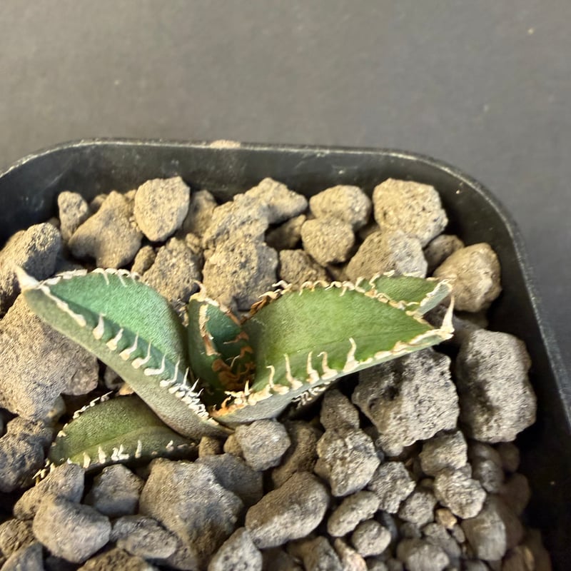 アガベ チタノタ 鰐亀（ワニガメ）子株 Ⅱ | HANDS PLANTS