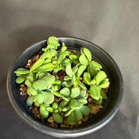 ケラリアピグマエア　実生株 いっぱい 5号48