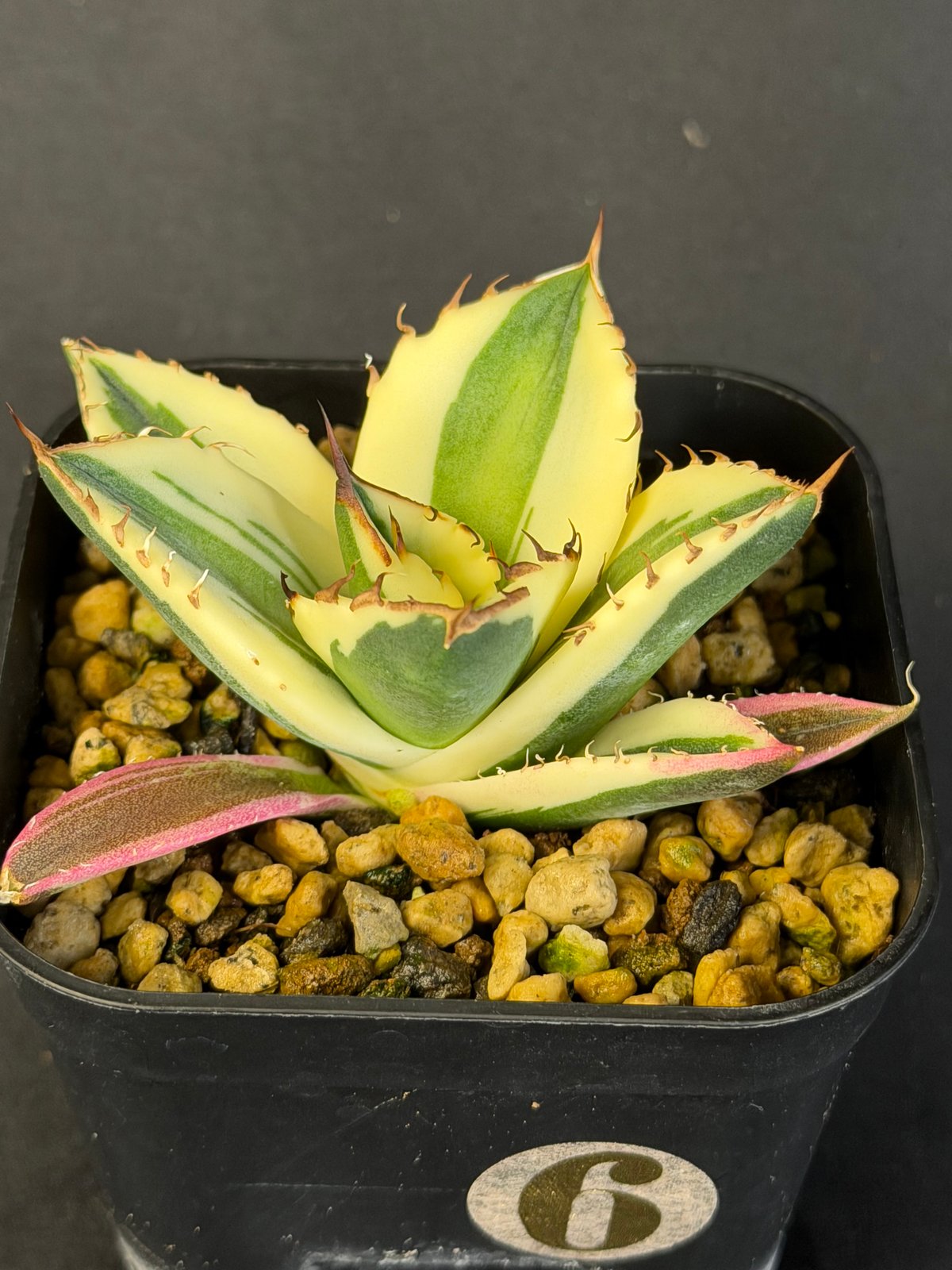 アガベ チタノタ スナグルトゥース 9023 z | HANDS PLANTS