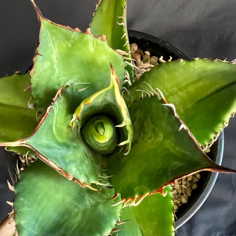 アガベ チタノタ 剣竜 29 | HANDS PLANTS