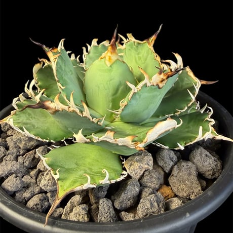 アガベチタノタフィリグリー | STORES