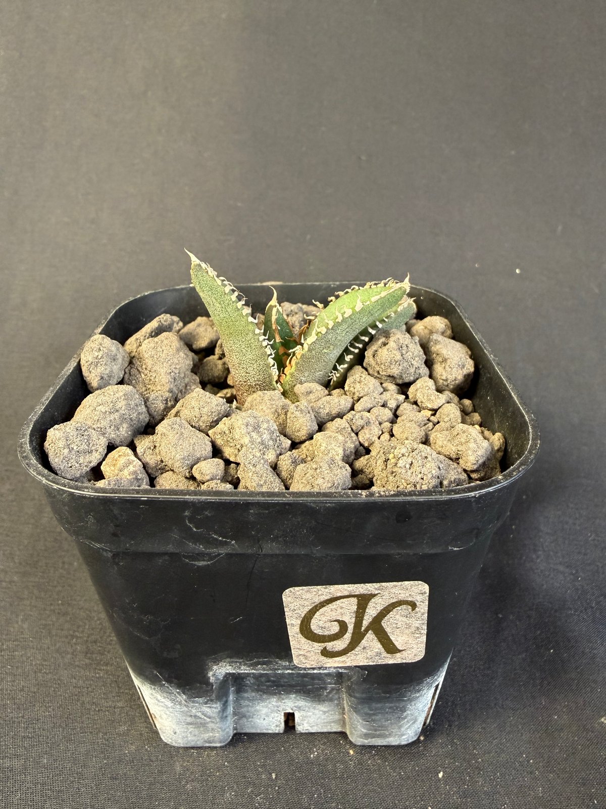 アガベ チタノタ 鰐亀（ワニガメ）子株 Ⅱ | HANDS PLANTS