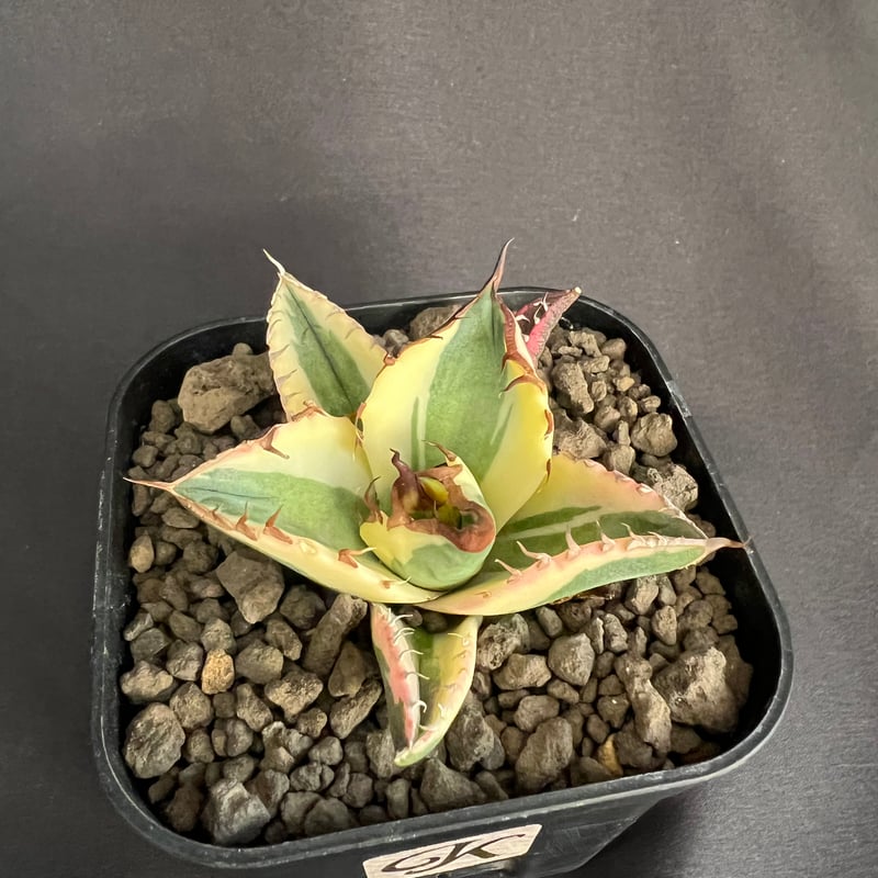 アガベ チタノタ スナグルトゥース③ | HANDS PLANTS