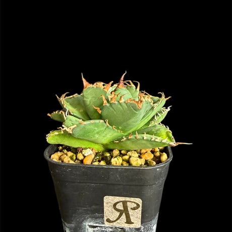 アガベ魔丸 | STORES