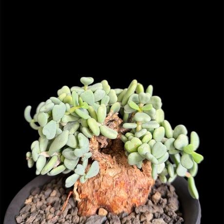 CATEGORY 現地球 | HANDS PLANTS