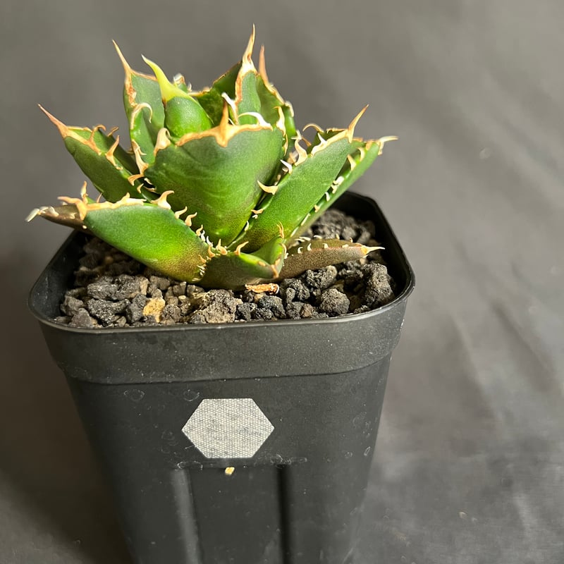 アガベ チタノタ 鬼爪 | HANDS PLANTS