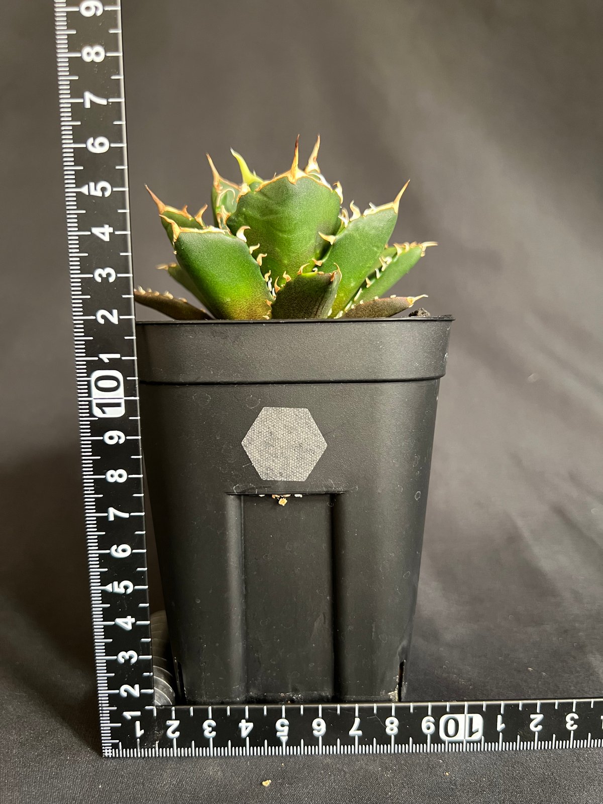 アガベ チタノタ 鬼爪 | HANDS PLANTS