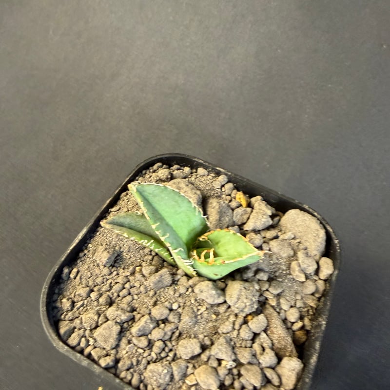 アガベ チタノタ 麻花龍（まかりゅう) 9 | HANDS PLANTS