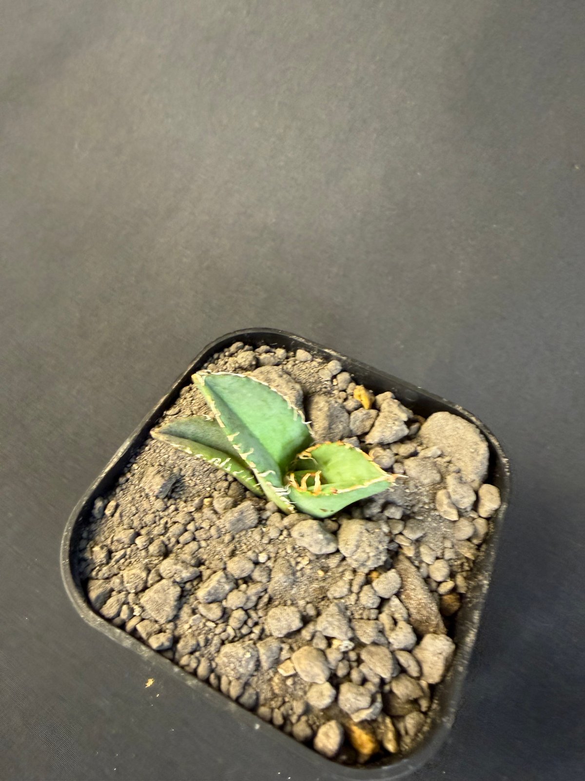 アガベ チタノタ 麻花龍（まかりゅう) 9 | HANDS PLANTS