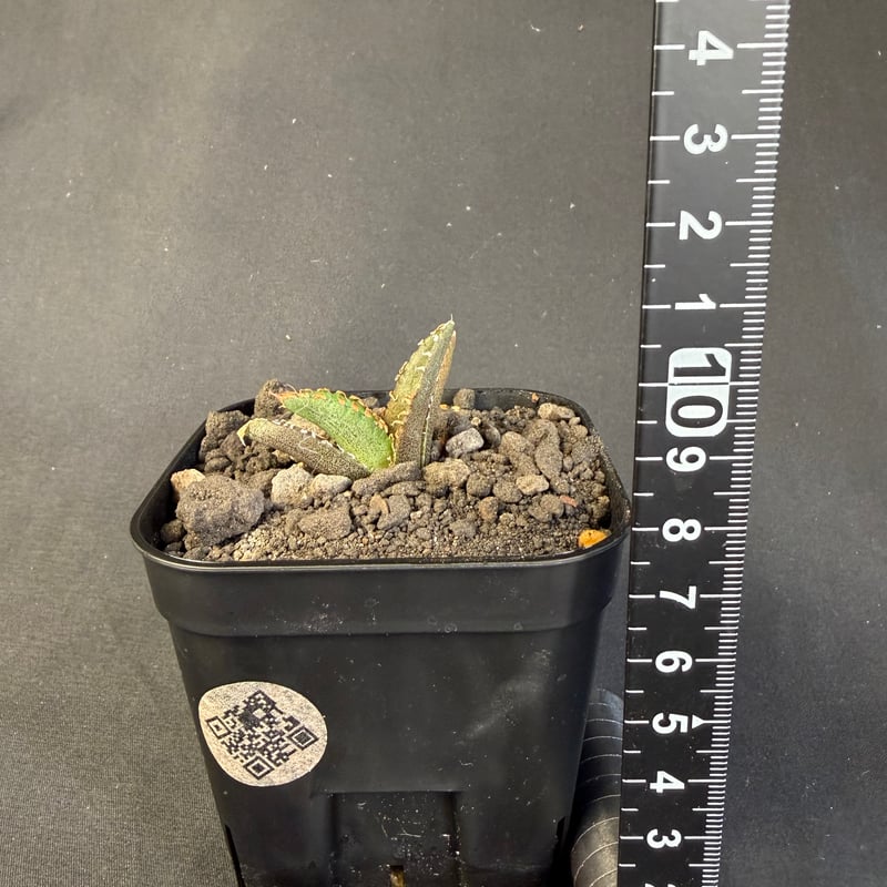 アガベ チタノタ 氷雹（ひょうひょう)子株 | HANDS PLANTS