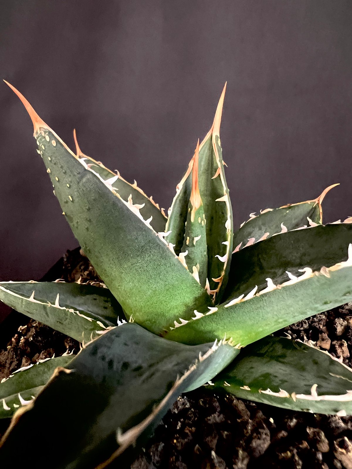 アガベチタノタ　シャークソード 🌿 Agave titanota 'Shark Sword' ✨育成記録✨ 🌿🌿🌿 plc2