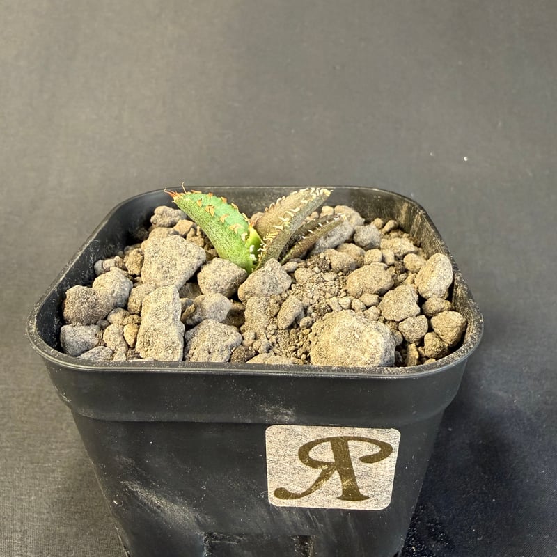 アガベ チタノタ 氷雹（ひょうひょう)子株 ⑧ | HANDS PLANTS