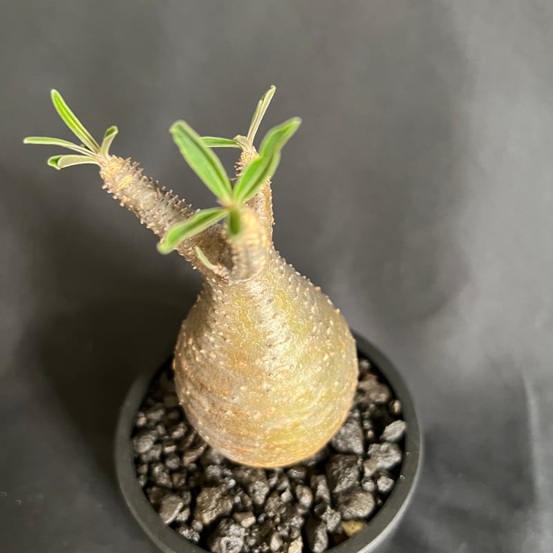 パキポディウム・グラキリス⑪ 園芸ネット本店｜パキポディウム：グラキリス（発根済み株）4号 22-02