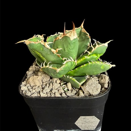 アガベsad | STORES