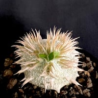 パキポディウム・アンボンゲンセ実生 ② | HANDS PLANTS