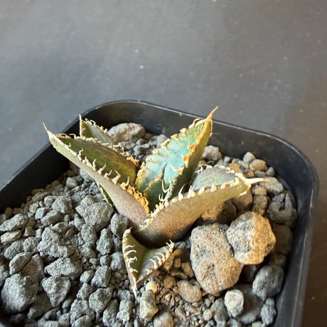 アガベ チタノタ 鰐亀（ワニガメ）子株　④