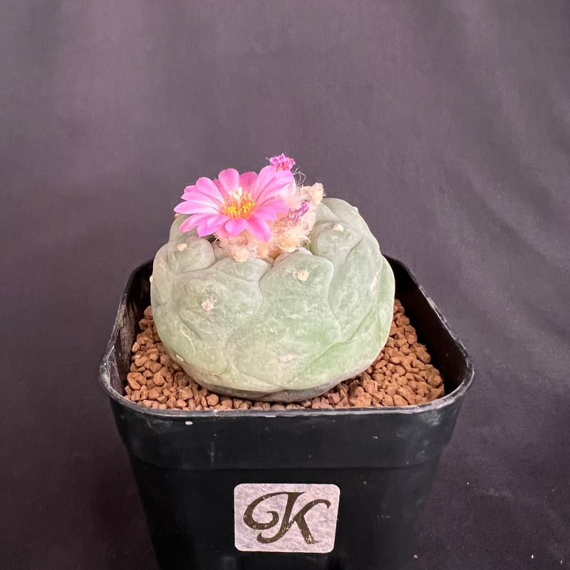 サボテン🌵ロフォフォラ銀冠玉 | HANDS PLANTS