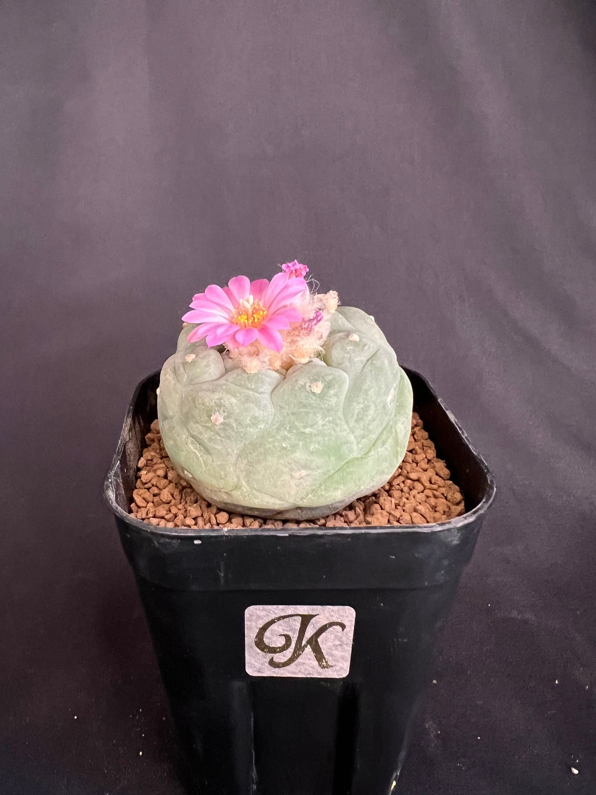 サボテン🌵ロフォフォラ銀冠玉 | HANDS PLANTS