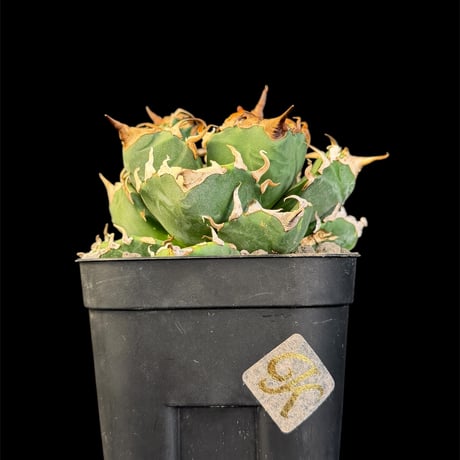 アガベ魔丸 | STORES