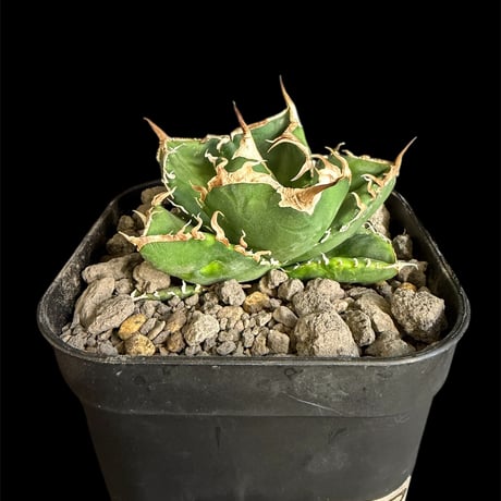 アガベsad | STORES