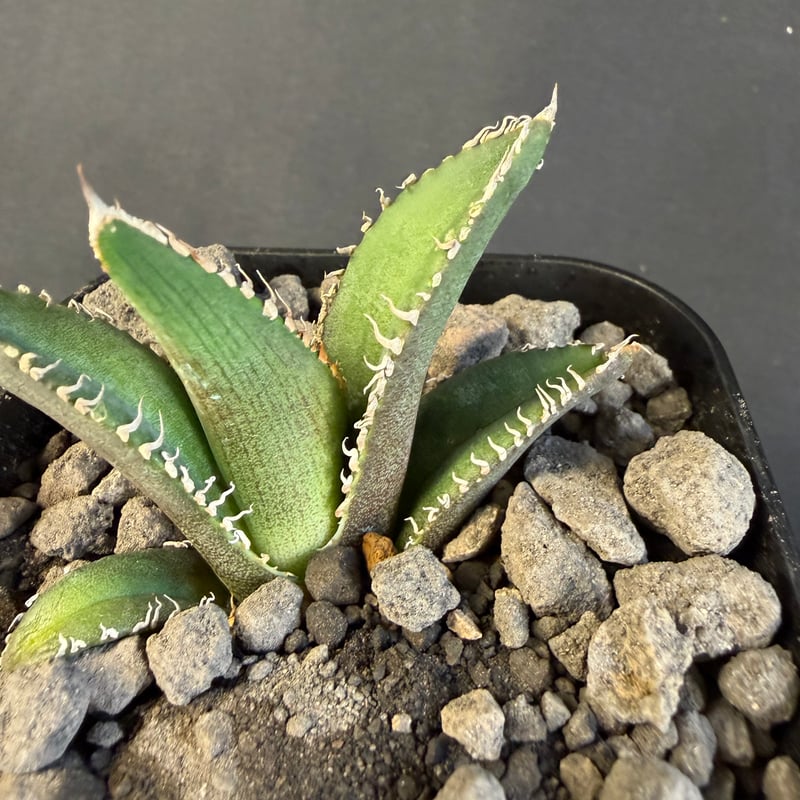 アガベ チタノタ 鰐亀（ワニガメ）子株 ④ | HANDS PLANTS