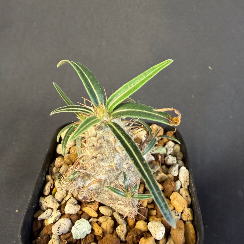 グラキリス 実生 13 ny | HANDS PLANTS