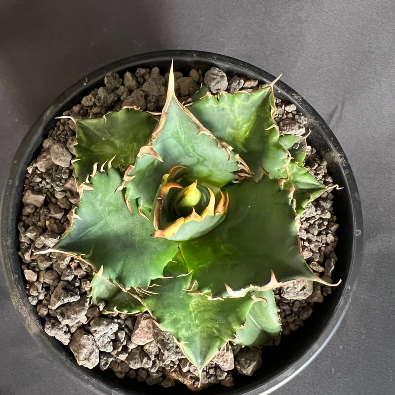 アガベ チタノタ レッドキャットウィーズル5号 27 | HANDS PLANTS