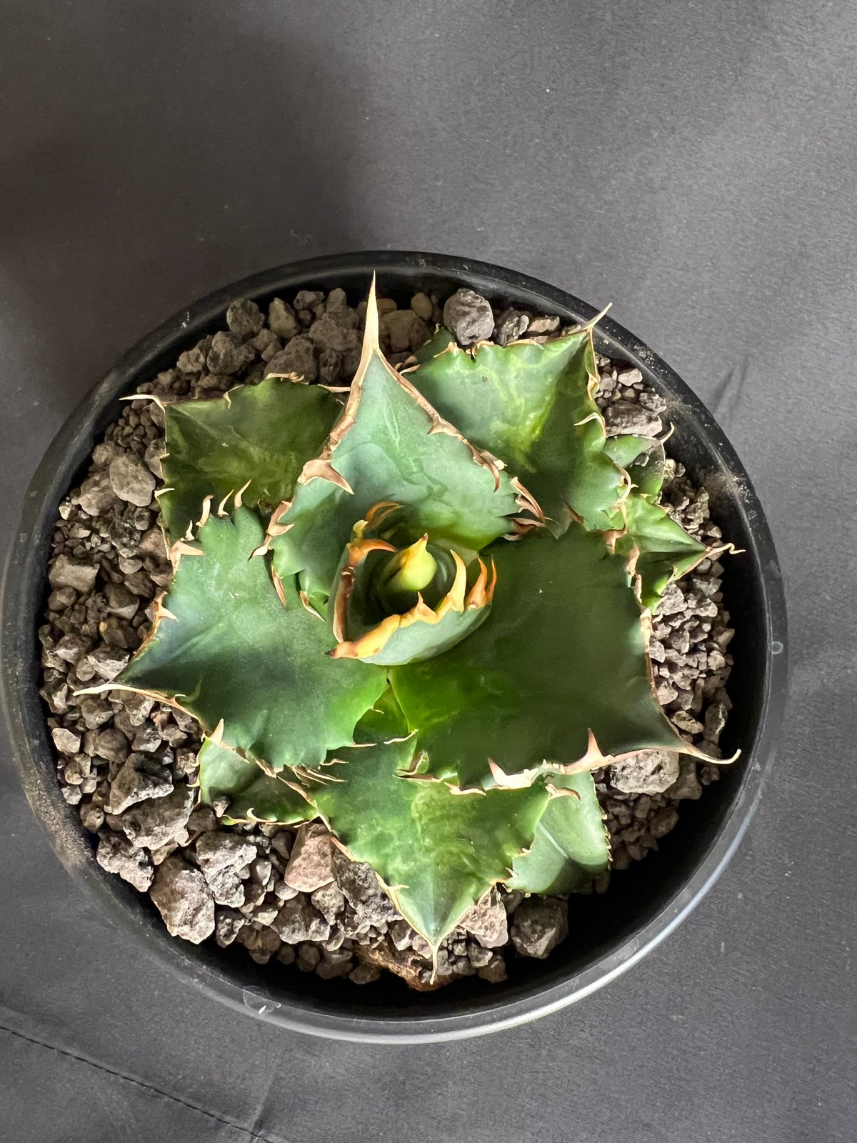 アガベ チタノタ レッドキャットウィーズル5号 27 | HANDS PLANTS