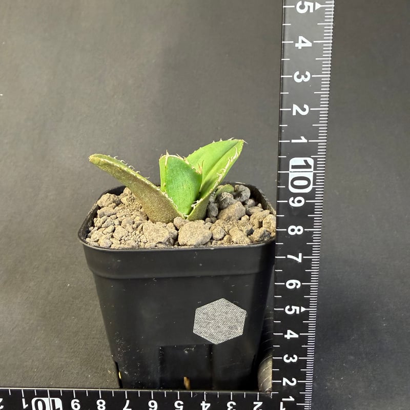 アガベチタノタ 蚩尤（しゆう）子株 9 | HANDS PLANTS