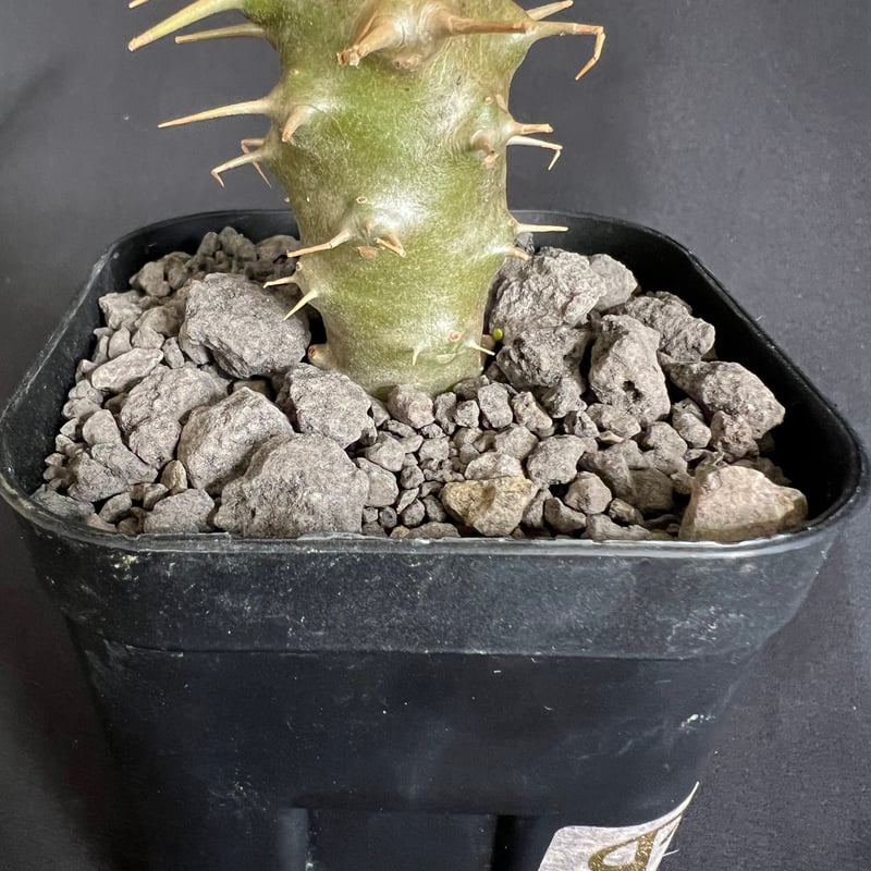 パキポディウム・アンボンゲンセ実生 ④ | HANDS PLANTS